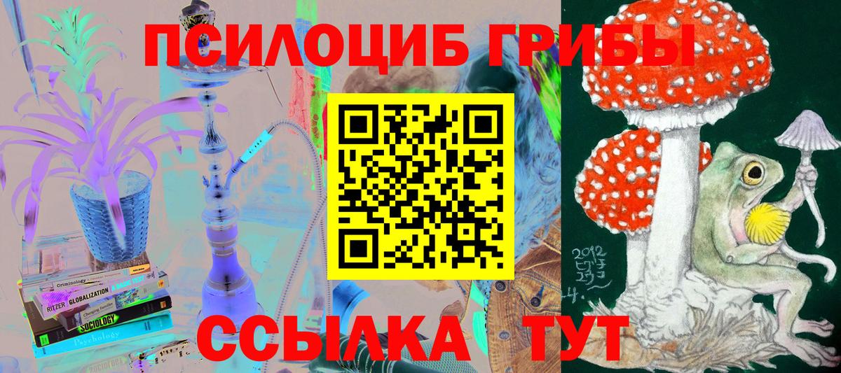 Галлюциногенные грибы Psilocybe Чернушка